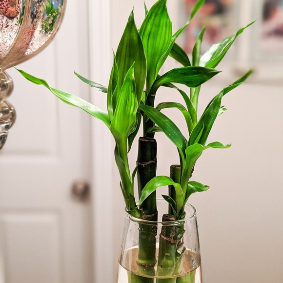 Live Lucky Bamboo Home Easy Grow Decor - Picture 8 of 12